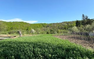 Casa Barsanesti - Poză 15