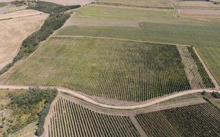 Sapient | Teren cu plantație de vie în loc. Diosig, jud. Bihor - Poză 3