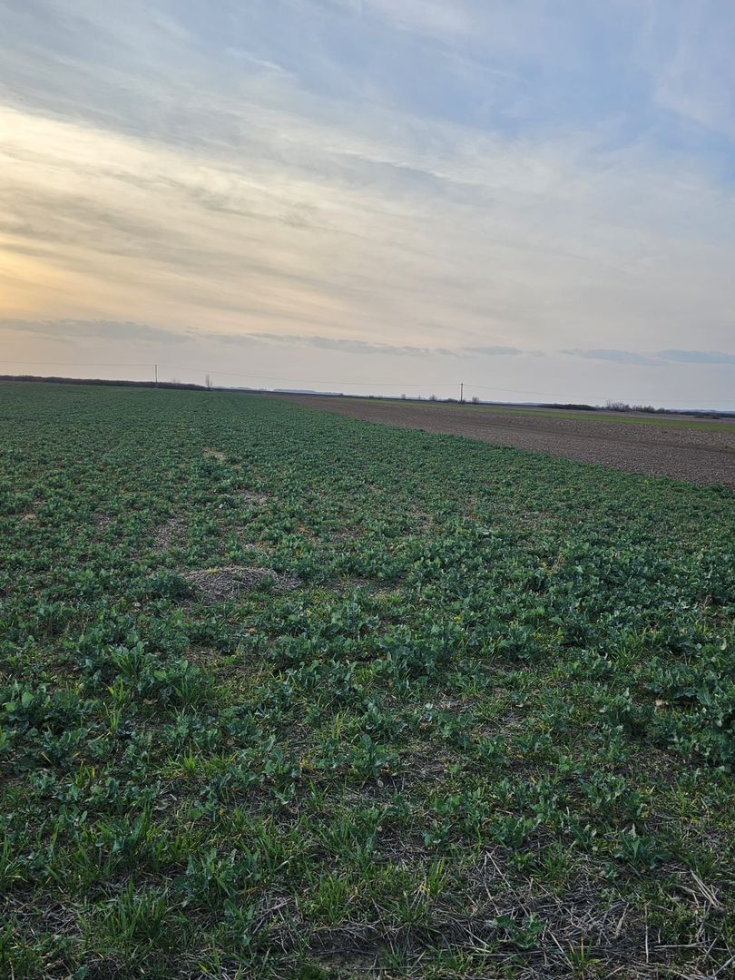 Teren 21600 mp in apropiere de Autostrada Transulvania - Poză 6