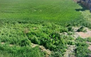 Constanta  - teren 5,000 mp deschidere 25 ml - Poză 1