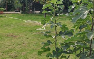 Casă/Vila + Teren 13 Ari de Vânzare |Lisaura/Suceava I 260.000Euro - Poză 30