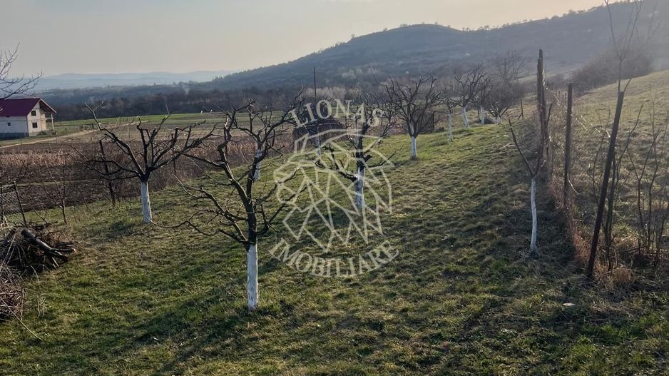 Teren 3100 mp-livada-ideal casa-Mititei - Poză 5