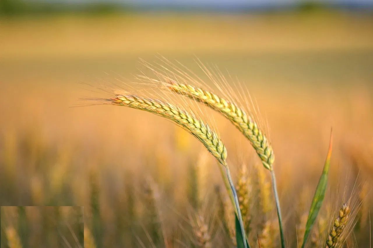 Investiție Agricolă Operațională, Fermă Completă de 730 ha în Nord-Est - Poză 3