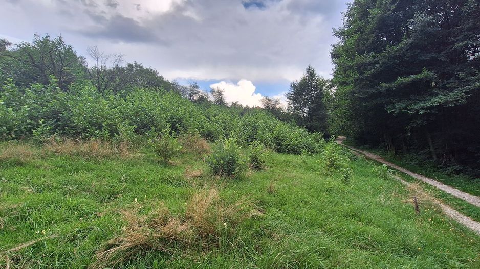 Bran-Predelut doua parcele de 2000+3000mp pret 25 euro/mp - Poză 11