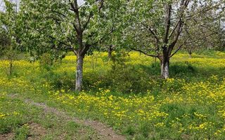 Teren 2.600 mp, utilități, Str. Merișor – Giurgiu - Poză 8