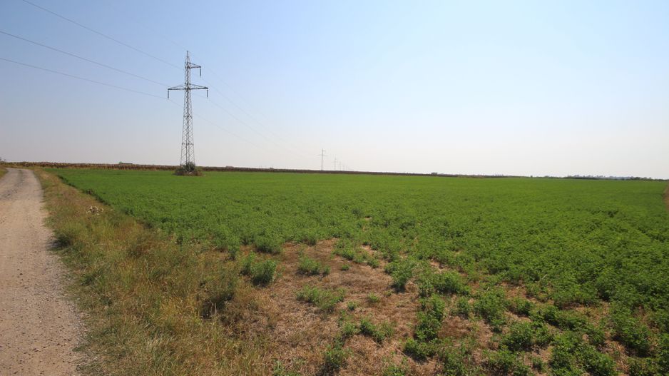 Teren arabil 3 ha - Sacalaz - Poză 3