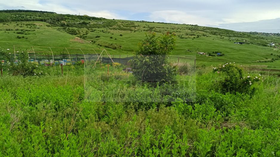 Teren Dorobant 1212mp - Poză 4