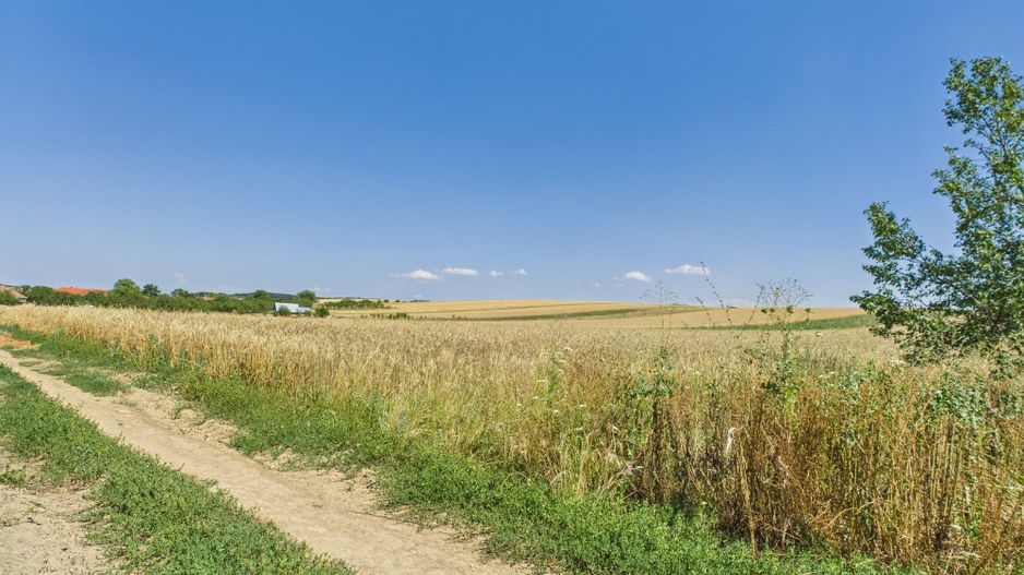 Teren intravilan + extravilan în Remetea Mică - Poză 5