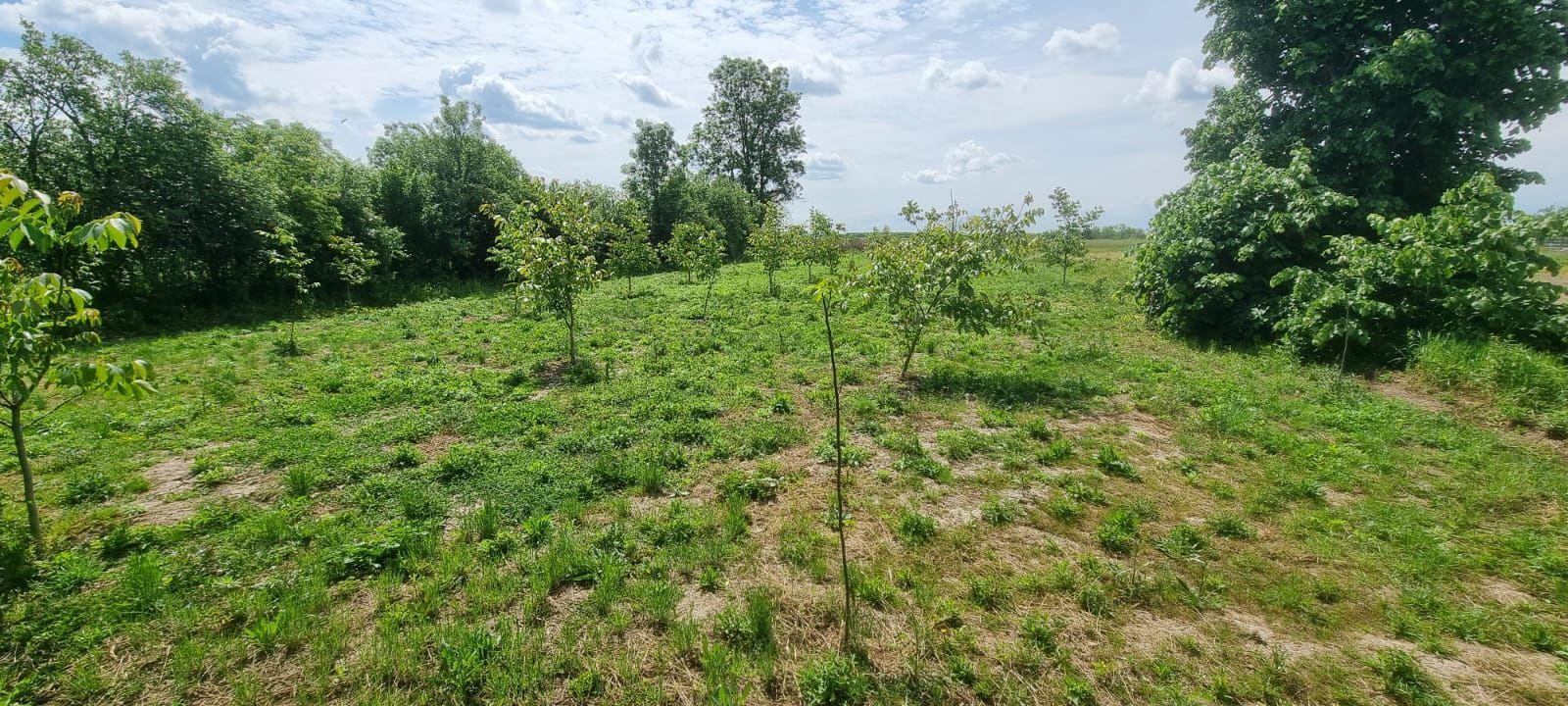 Casă 6 camere, livadă, 3 199 mp, Girisul Negru, Bihor. 42 000 E - Poză 4