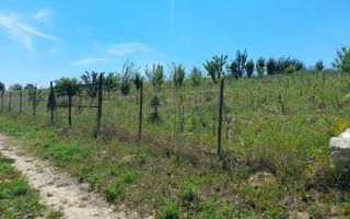 Tren in zona Copou Iasi, Numarul de - Poză 2