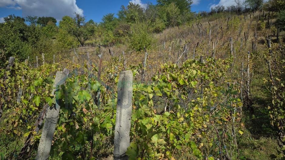 Casă cu anexe și teren de 25 de ari, Buznea, Târgu Frumos, Iași - Poză 2