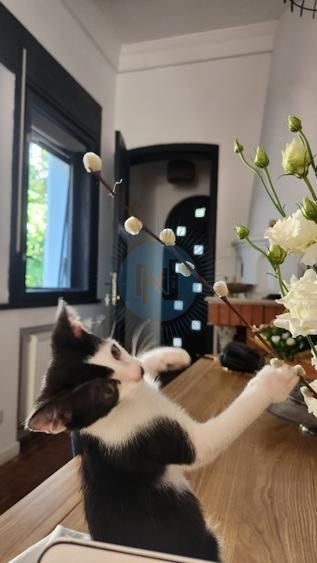 Casa cu gradina Icoanei - Poză 12