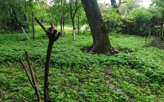 Casă bătrânească de vânzare în Tărlungeni - Poză 5