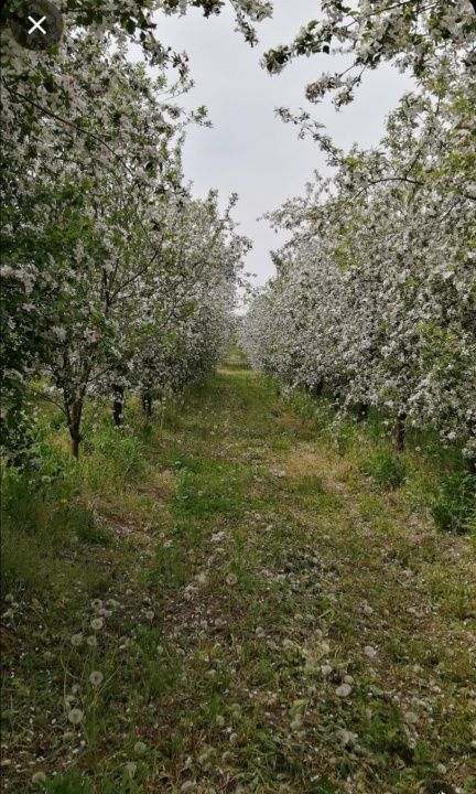 De Vânzare Casă Valea Vinului - Poză 15