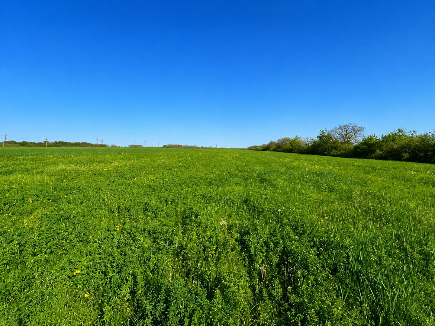 Teren agricol de 40 ari în Ghidighici – oportunitate pentru investiție sau activitate agricolă - Poză 2