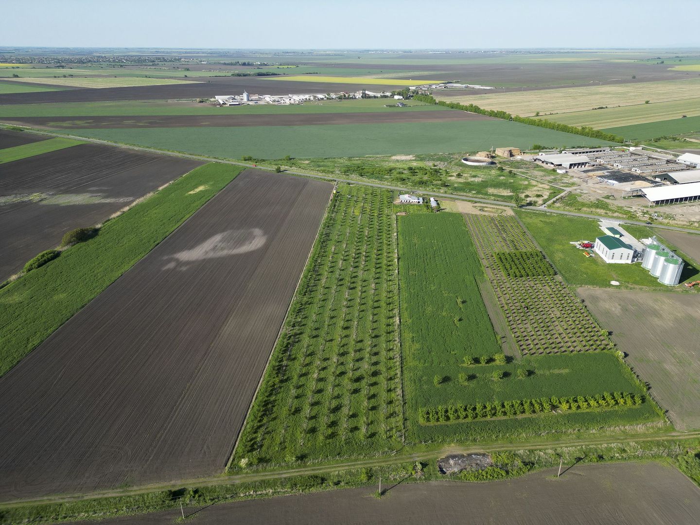 Livadă de nuci și pruni 2.4ha în Variașul Mare - Poză 7