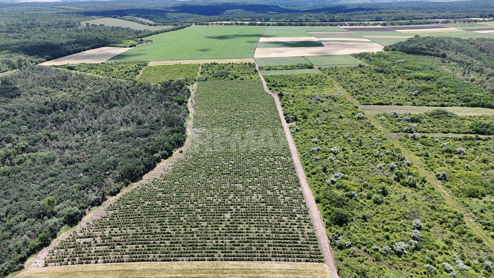 Plantație de viță-de-vie 5,7 ha  investiție cu recuperare rapidă - Poză 3