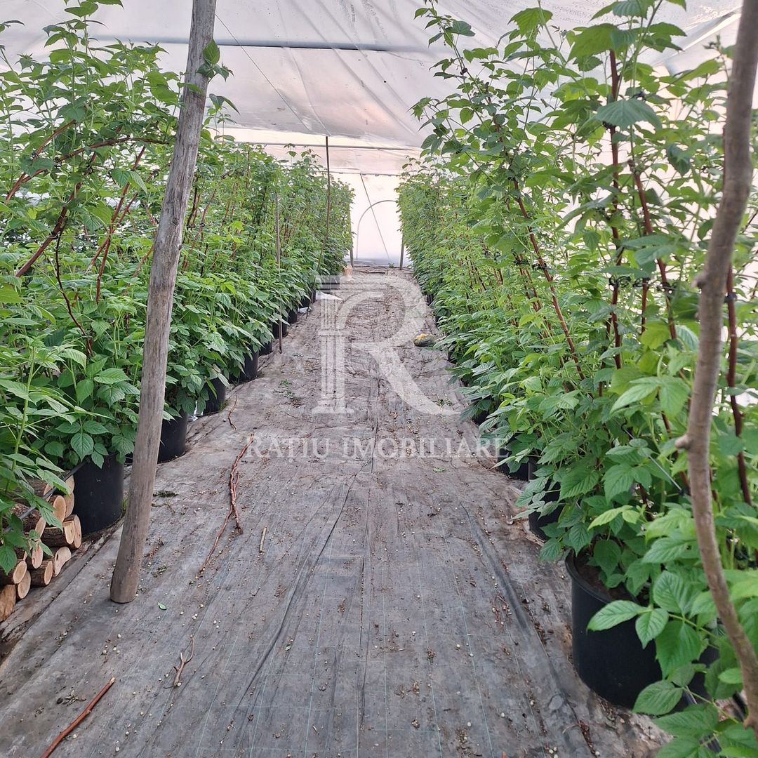 Afacere agricolă la cheie | Plantație afine | Solarii | 18.800 mp - Poză 5