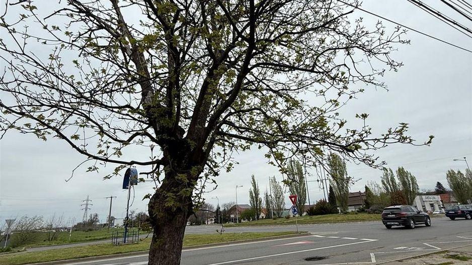 Casa de vanzare Episcopia - Poză 3