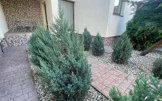 Casa cu teren generos de 750 mp, P+1E in zona Mehala - Poză 30