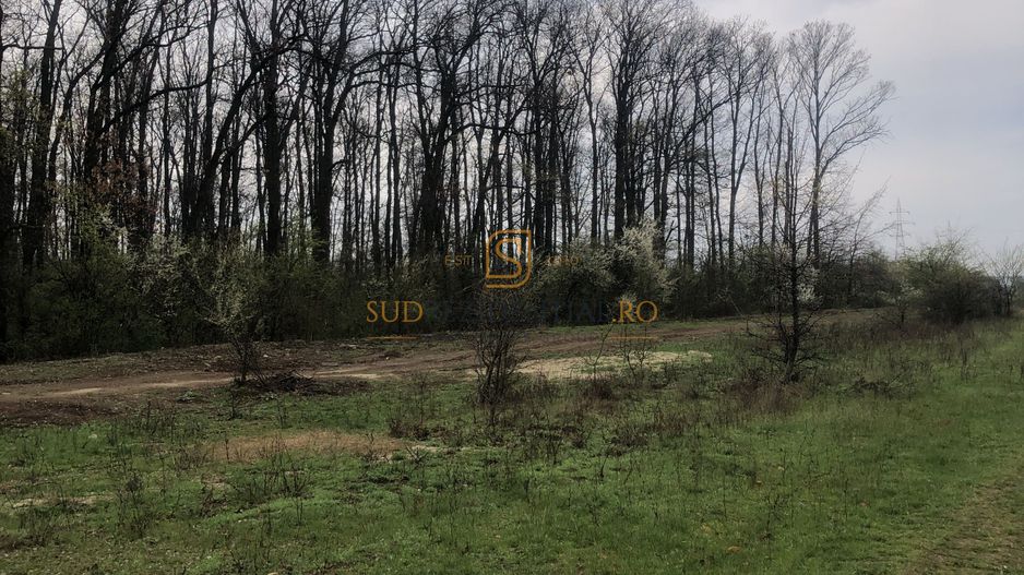 Teren de vânzare 10.028 mp – Mogoșoaia, lângă Pădurea Motoc - Poză 7