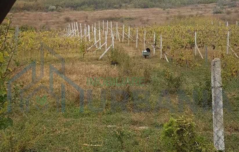 Teren intravilan - Poză 2