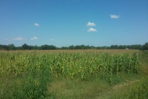 teren intravilan Corbii Mari judet Dambovita - Poză 3