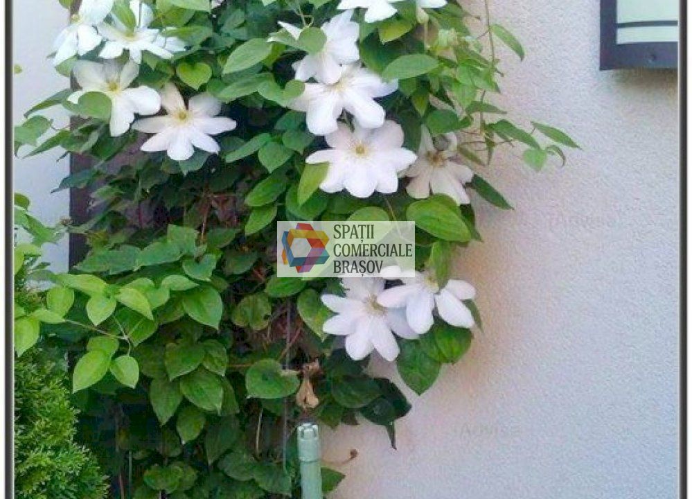 Casa Restaurant cu gradina - 250 mp - Poză 13
