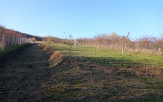 Teren intravilan 2700 mp-ideal case/investitie-Viisoara - Poză 6