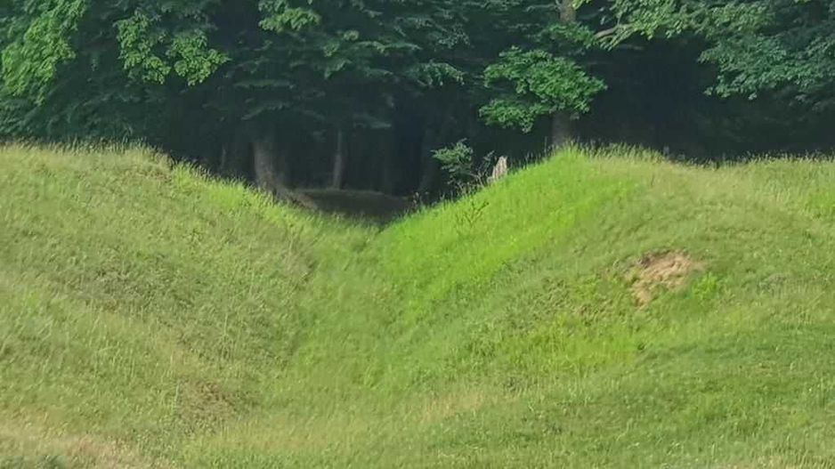 Padure stejar Prahova L328 - Poză 4