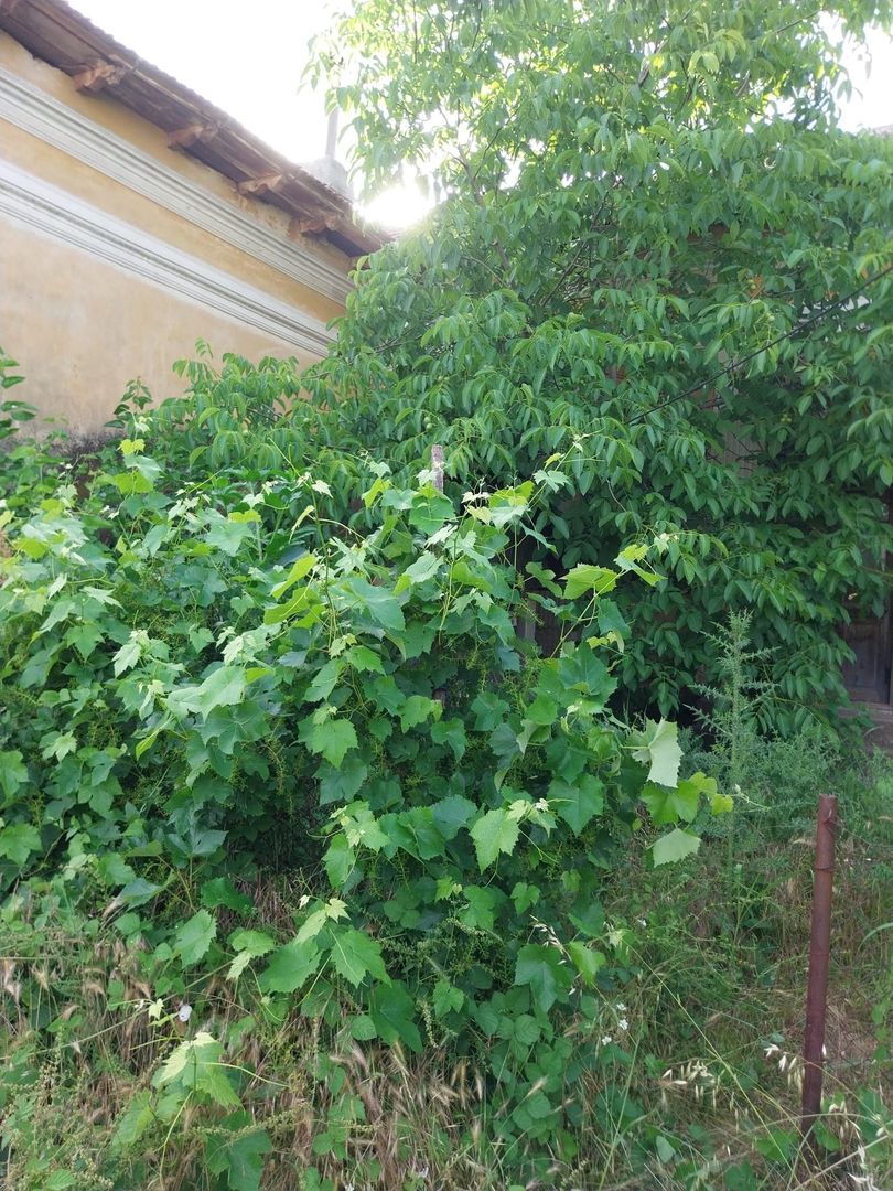Casa 205 mp | Teren 2.379 mp | Potential comercial | Acces direct DN - Poză 7