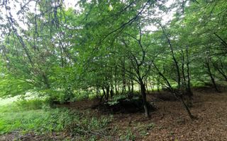 Teren Intravilan de vanzare Bistrita | 795 mp, priveliște panoramică - Poză 10