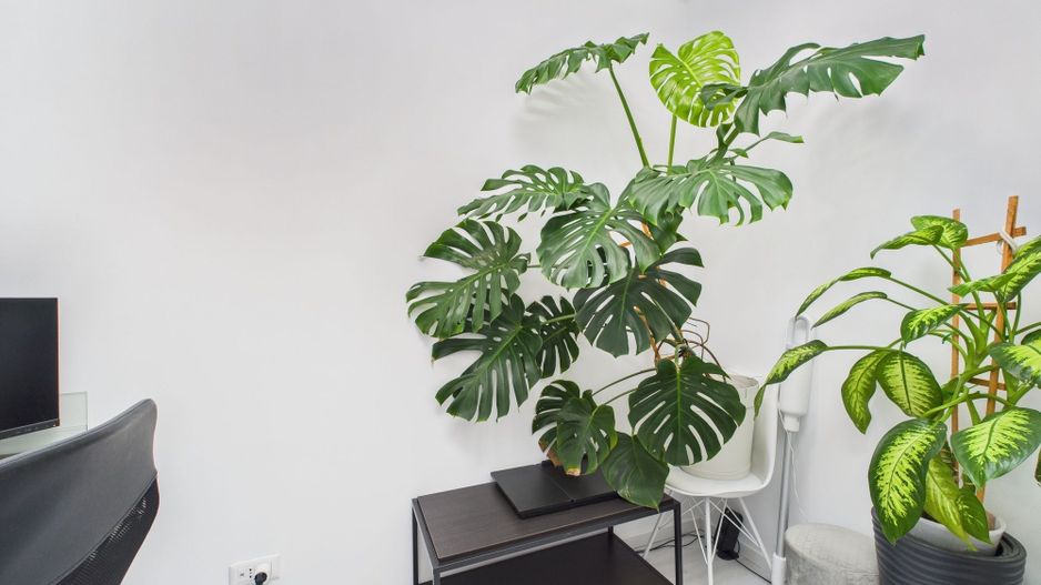 Duplex 1/2 mobilat şi utilat în Săcălaz - Poză 21