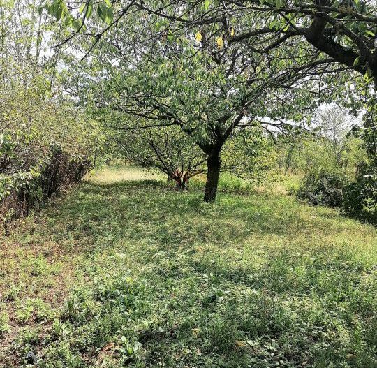 Casa 3 camere + Anexe, garaj, teren 2500 m2, an 1974, CT, Magurele, PH - Poză 8