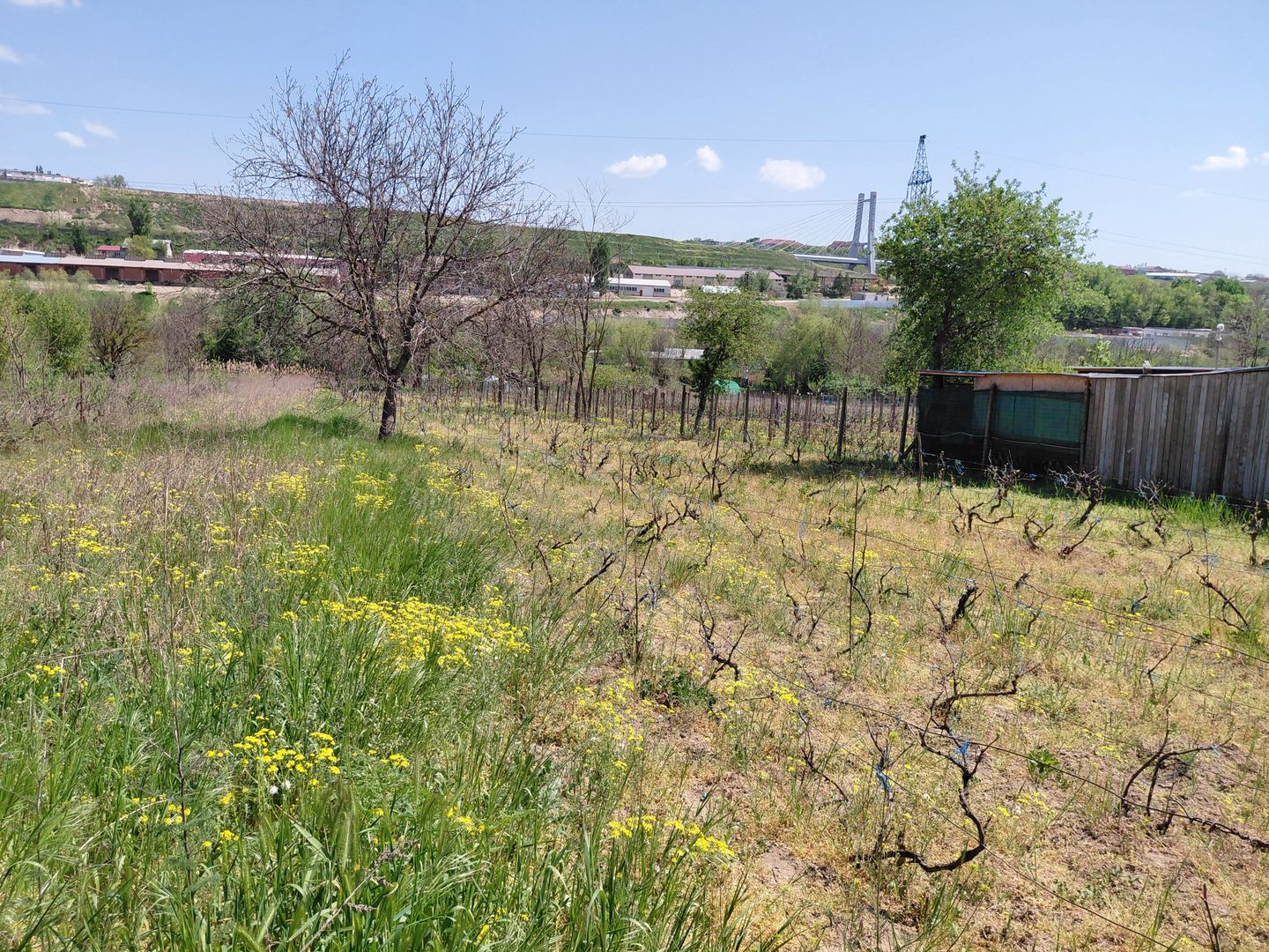 Teren intravilan 3.250 mp în Filești – Ideal pentru casă sau investiție! - Poză 6