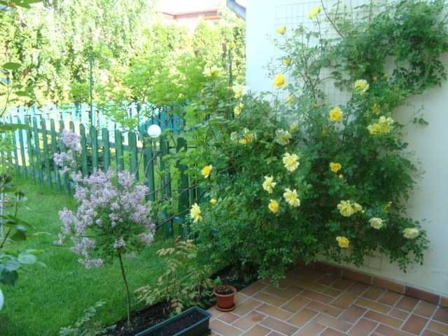 Casă Iancu Nicolae (Tecadra) | 3 camere + birou | curte - Poză 15