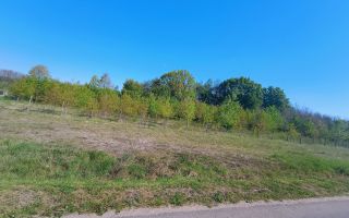Teren Intravilan | 3444 mp | Tăuții Măgherăuș - Poză 5