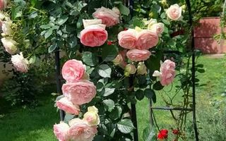 Casa individuala Central pozitionata in Dumbravita0 1147mp teren - Poză 9