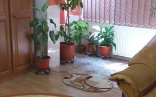 Apartament 2 camere zona Freidorf - Poză 1