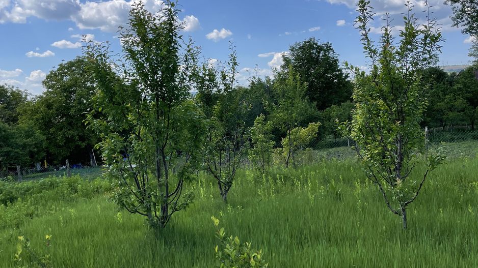 Casa in Comuna Geaca - Poză 16