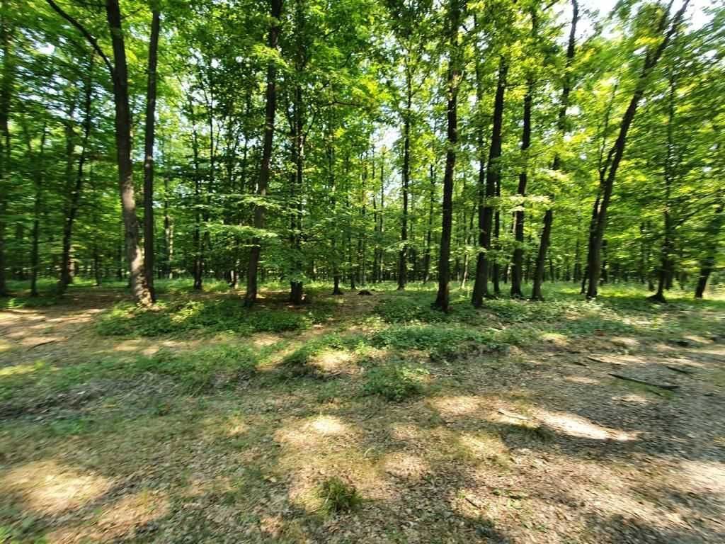 Padure stejar Prahova L328 - Poză 1