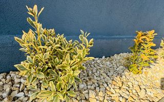 Vila P+1+M 5 camere Popesti-Leordeni - Poză 28