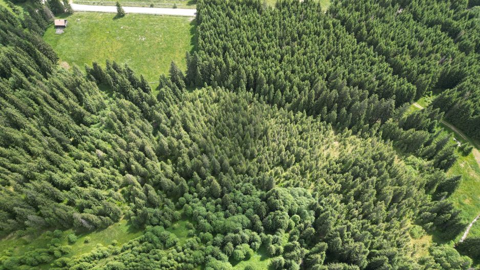 Teren extravilan 5000 MP Comandau - Poză 11