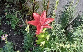 Dristor, Piata Ramnicu Sarat, casa - Poză 14