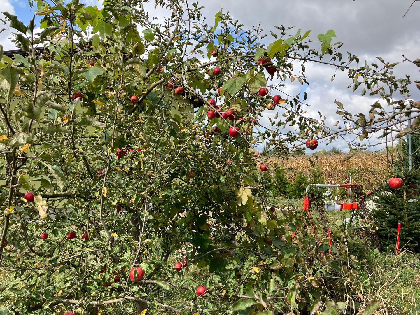 Casa in zona Lunca Marcusului - Poză 5