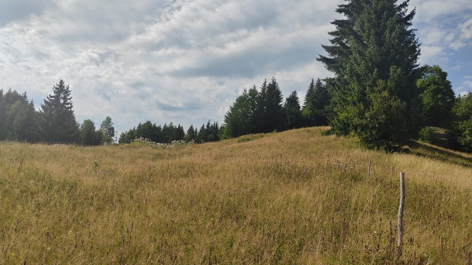 teren Colibita - 2 hectare - acces direct din drumul 173 D - Poză 5