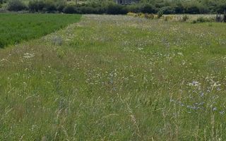 Teren intravilan 5200 mp cu utilitati-ideal constructie case-Zavoaie - Poză 1