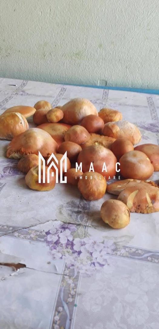 Proprietate cu 60000 mp pamant la pret de apartament - Poză 3