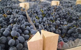Plantație de viță-de-vie 5,7 ha  investiție cu recuperare rapidă - Poză 4