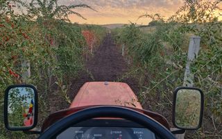 Teren intravilan cu PLANTATIE DE GOJII de vanzare in Racari - Poză 20